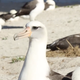 Image for article titled Give This Old Ass Bird a Break